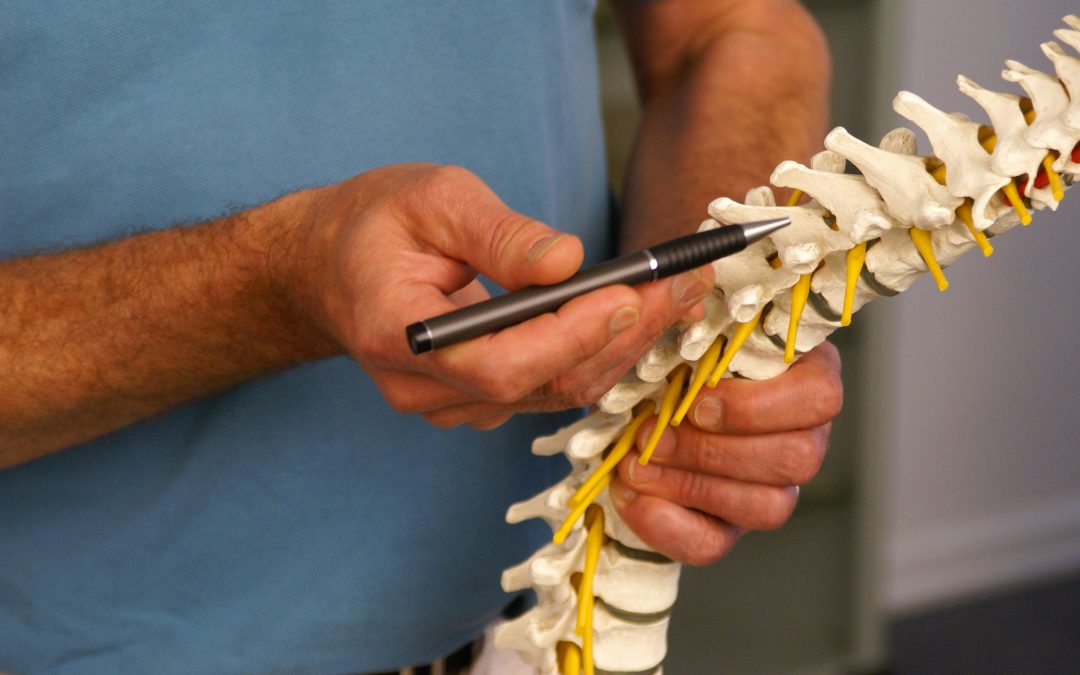 Close-up of a clinician using a pen to point at nerve roots emerging from a spine anatomical model.